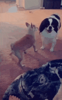 Гуру пикапа