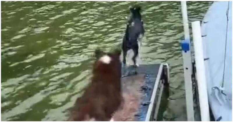 Пёс в последний момент передумал прыгать в воду