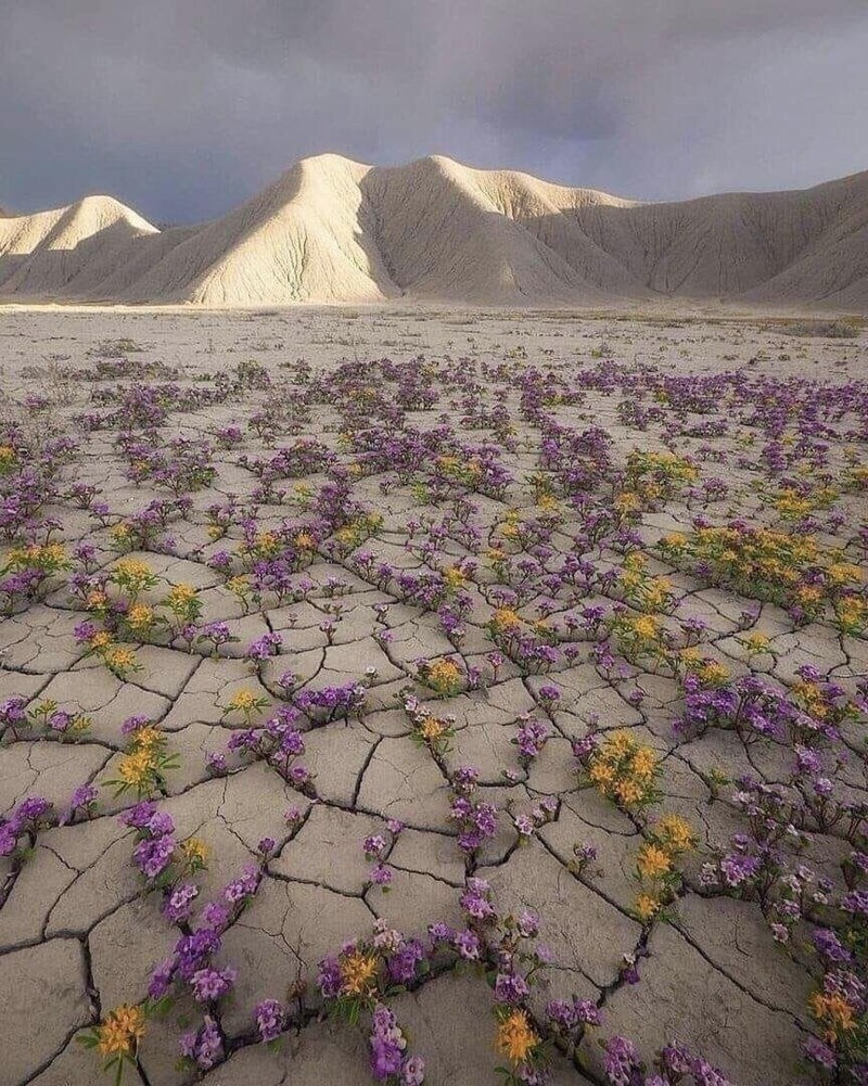16. Редкое цветение в пустыне Атакама в Чили
