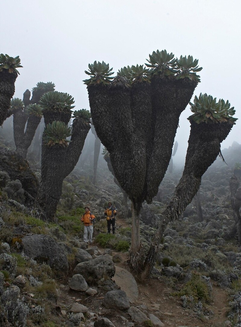 Не хватает воображения, чтобы нарисовать инопланетные леса? Вот пример со склонов Килиманджаро, в Африке эти штуки растут.