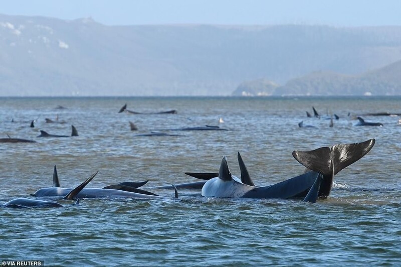 На Тасмании идет операция по спасению стада дельфинов