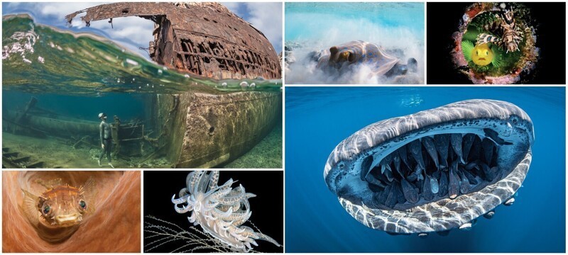 Победители конкурса подводной фотографии Through Your Lens