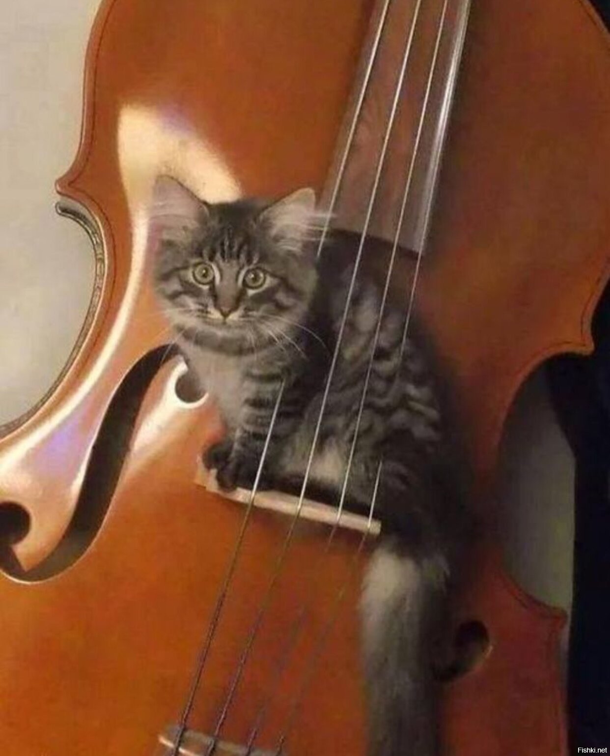 Кота музыкальные инструменты. Кот и скрипка. Кошка со скрипкой. Котики с музыкальными инструментами.