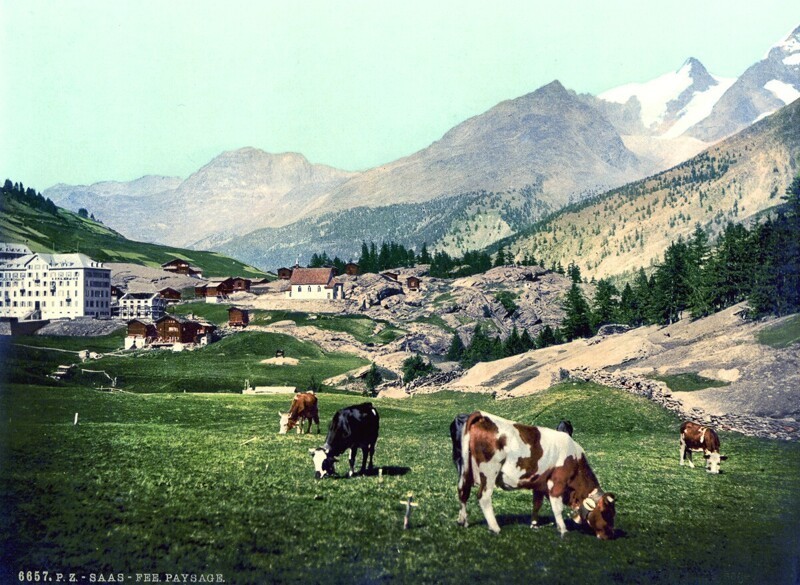 Пастбище в швейцарских Альпах.