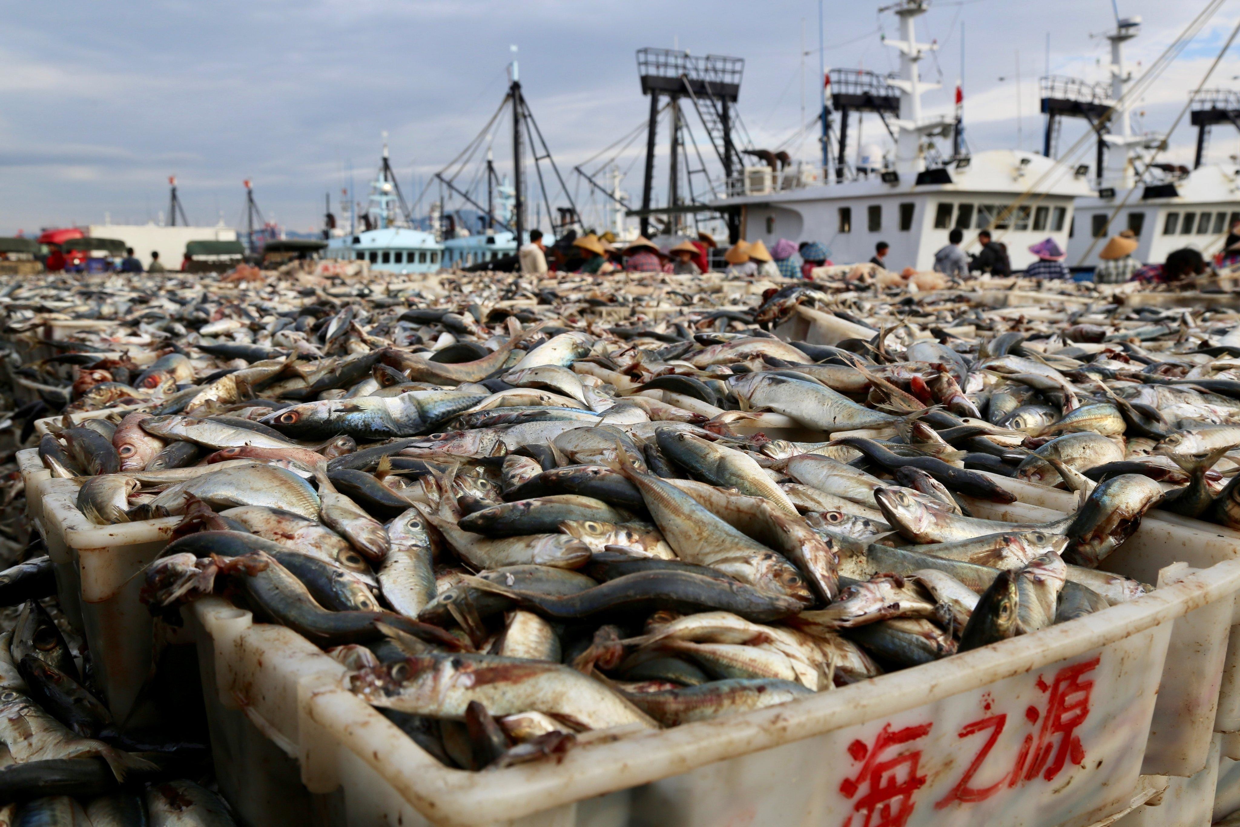 Морской промысел рыб. Рыболовецкий флот Китая уничтожает мировой океан. Истощение биологических ресурсов мирового океана. Добыча рыбы. Рыболовный промысел.