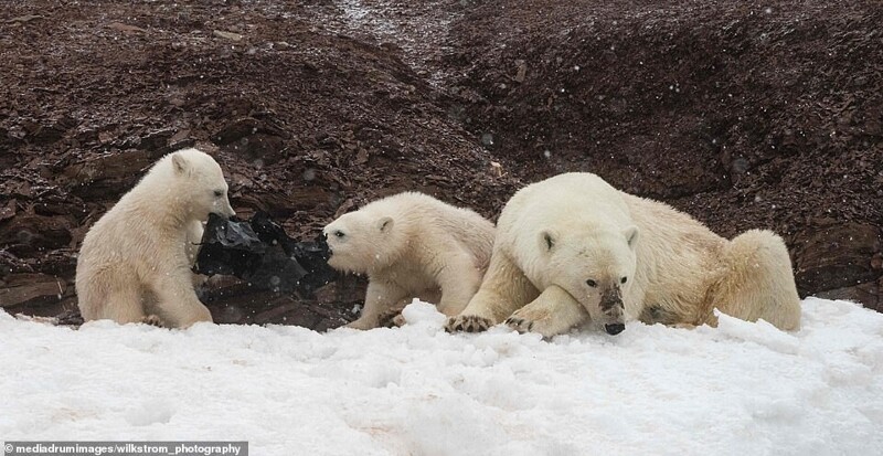 Голодные белые медведи жуют пластик на Шпицбергене
