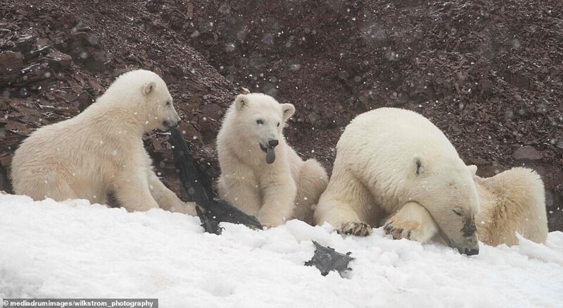 Голодные белые медведи жуют пластик на Шпицбергене
