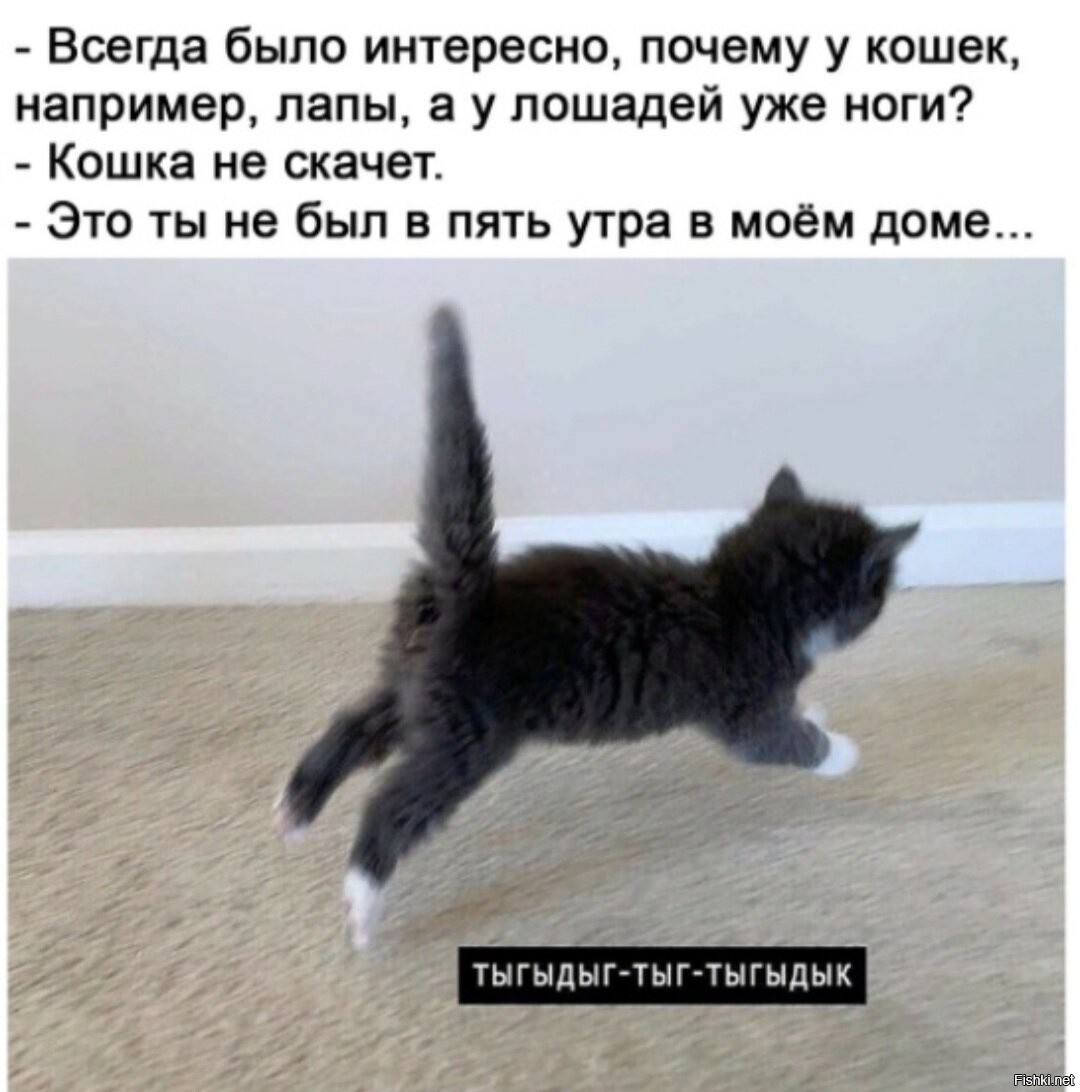 Песня почему котикам. Тыгыдык кот. Тык дык котик. Кот убегает Мем. Я ночь я тьма я тыгыдык.