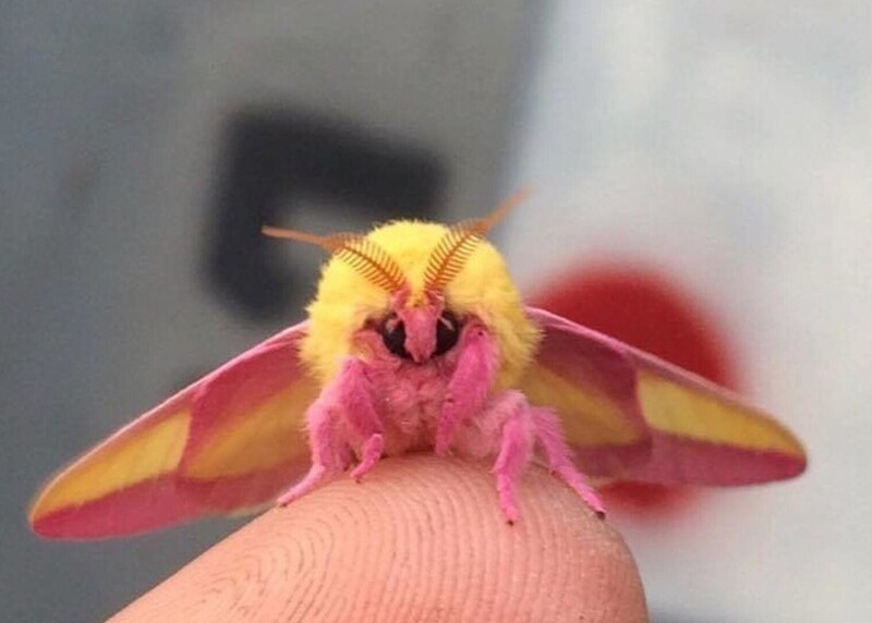 Розовый кленовый мотылёк — одна из самых красивых бабочек в мире