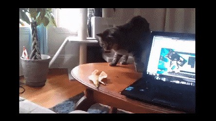 Гифки с кошками