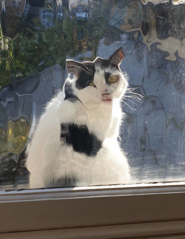 "Соседский кот наблюдает за нами в окно ванной"