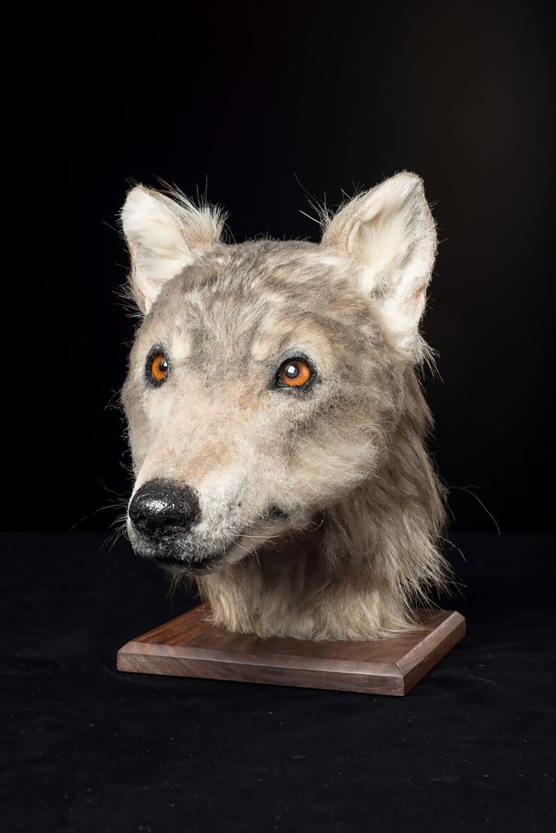 Ученые показали, как выглядела собака, жившая 4000 лет назад