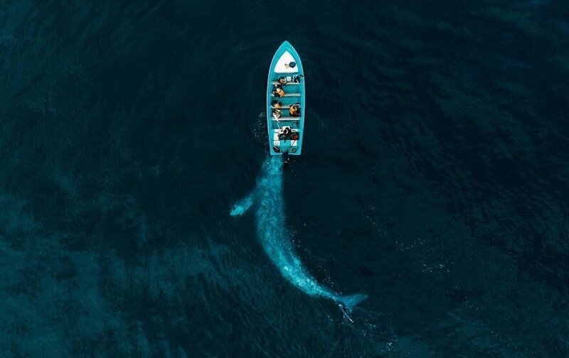 2. Победитель в категории "Природа": серый кит играет, подталкивая туристическую лодку