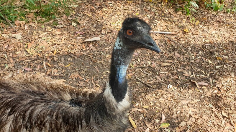 Самая большая курица на земле - страус эму. Находится на гербе Австралии как птица, которая никогда не ходит назад.