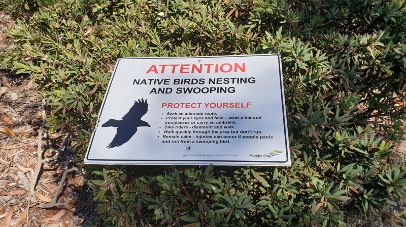 Табличка в парке "осторожно, сейчас идет период гнездования, птицы могут пикировать и нападать на прохожих" - и описание защитных мер.  
