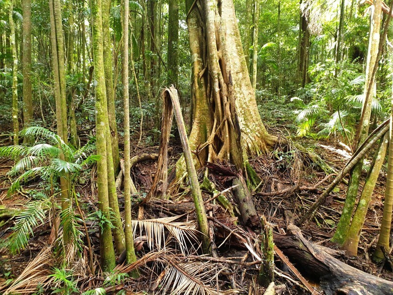 В дождевом лесу в горах штата Queensland, Австралия