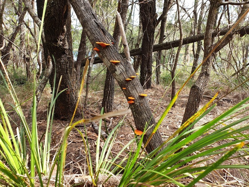 В дождевом лесу в горах штата Queensland, Австралия