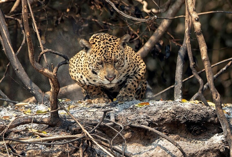 Трудная жизнь из-за лесных пожаров у ягуаров в штате Мату-Гросу, Бразилия. (Фото Andre Penner):