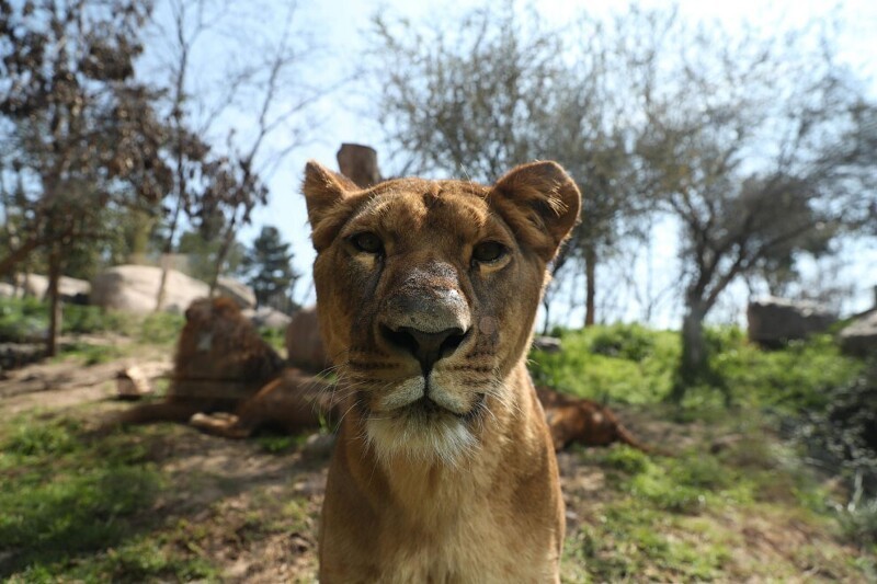Лев в Буине, Сантьяго, Чили 9 сентября 2020. Из-за коронавируса парк испытывает трудности с финансированием, с помощью этой фотографии привлекает спонсоров для покупки еды животным. (Фото Ivan Alvarado):