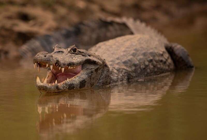 Аллигатор простаивает в парке Encontro das Aguas на водно-болотных угодьях Пантанала штат Мату-Гросу, Бразилия. 