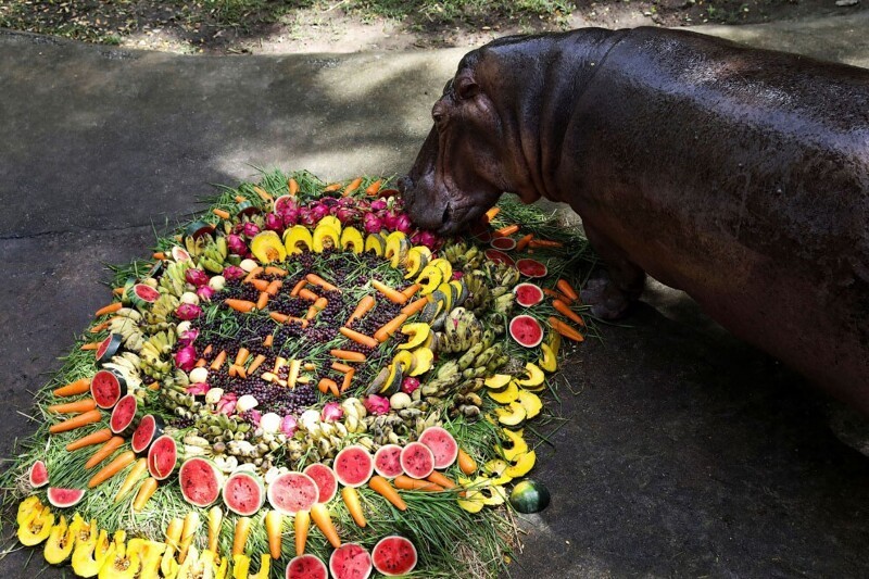 День рождения у самого старого бегемота Таиланда. (Фото Soe Zeya Tun):