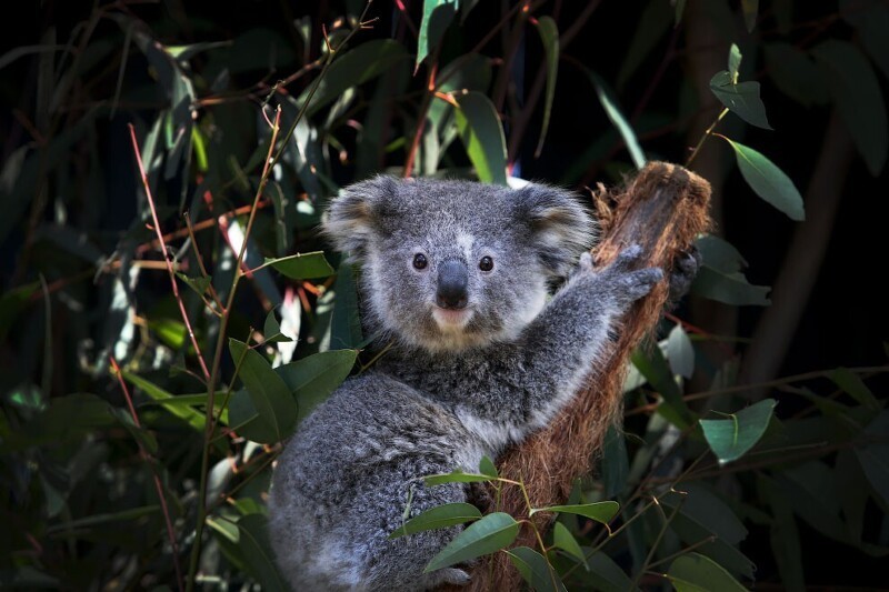 Молодая коала, ласково названная «Ясень», сидит на ветке эвкалипта после общего медицинского осмотра в Австралийском парке рептилий в Сиднее. Да, кроме рептилий здесь еще и коалы есть. (Фото Lisa Maree):