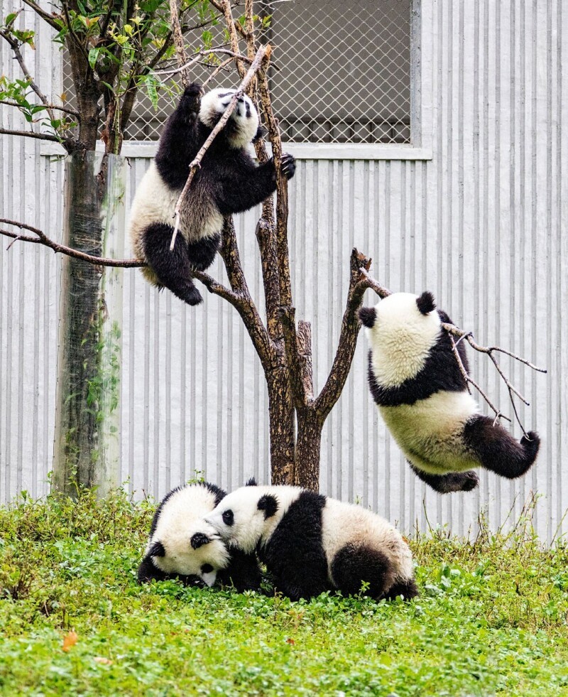 Панды в заповеднике в провинции Сычуань на юго-западе Китая: