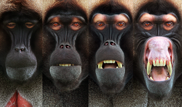 Эпичный переход мимики обезьяны из спокойного состояния в состояние крайней ярости