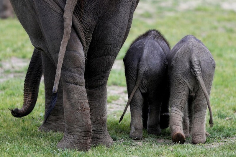Семья слонов в Пражском зоопарке. (Фото David W. Cerny):