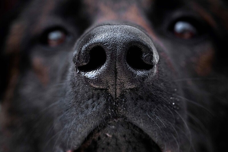 Собачий нос. (Фото Joel Saget):
