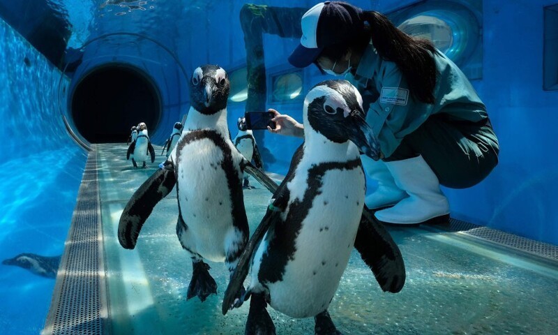 Общение с пингвинами в аквариуме в Иокогаме. (Фото Kazuhiro Nogi):