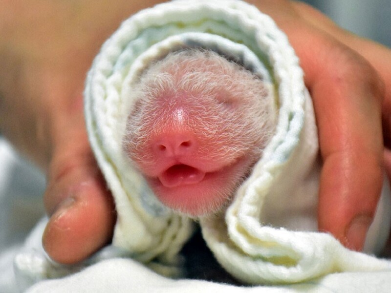 Так выглядит новорожденная панда. (Фото Taipei Zoo):