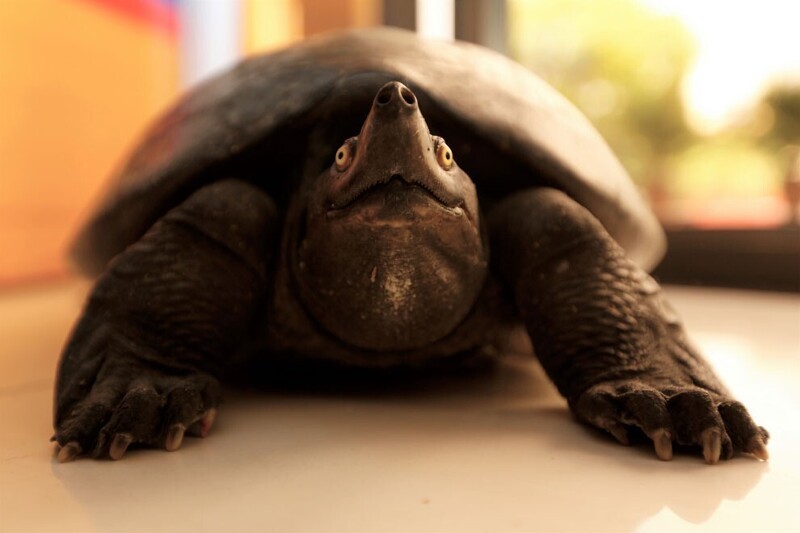 Снимаю! Портрет черепахи из Камбоджи. (Фото Kith Serey):