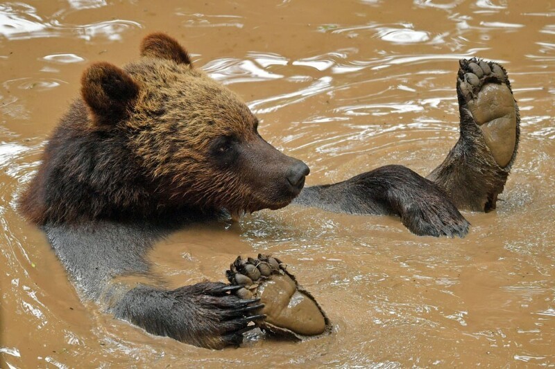 Медведь в водоеме Бристольского зоопарка. Что-то тут не совсем чисто… (Фото Ben Birchall):