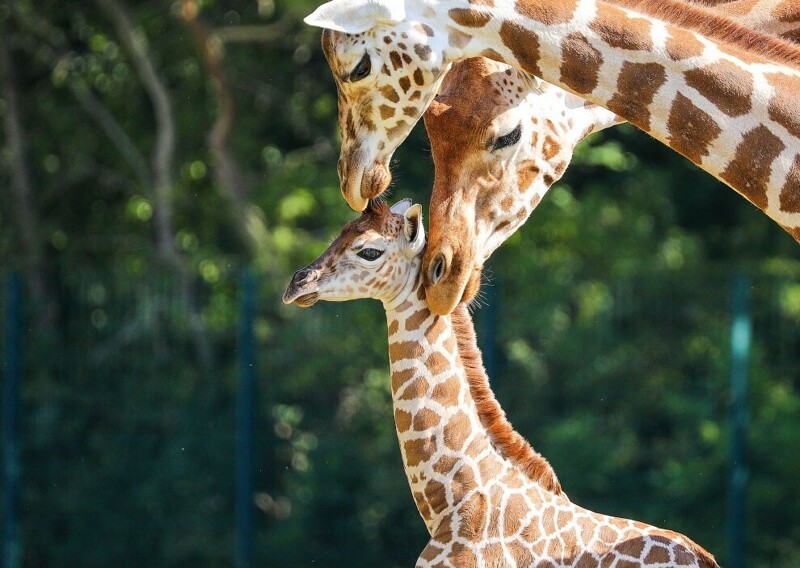 Новорожденный жираф Ротшильда. Взрослые могут достигать высоты до 5.9 метра и веса около 1.13 тонны. (Фото Omer Messinger):