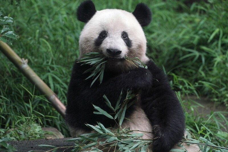 Трехлетний детеныш панды. (Фото Eugene Hoshiko):