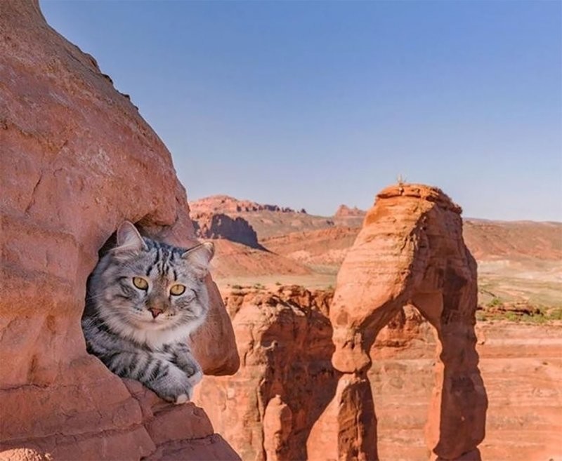 Хороший кот инстинктивно прокладывает путь через скалы