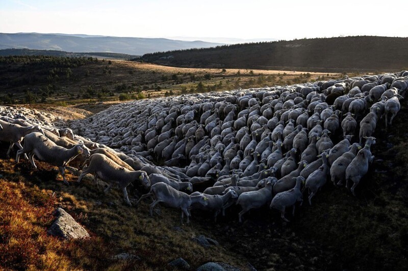 Прогулка овец по холмам в Превеншере, на юге Франции. Пора уходить с летних пастбищ. (Фото Pascal Guyot):