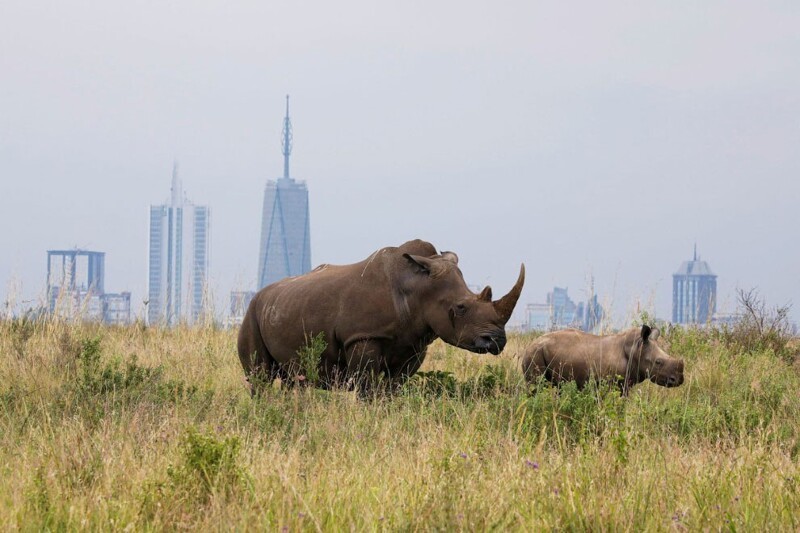 Белый носорог и детеныш на территории национального парка Найроби. (Фото Baz Ratner):