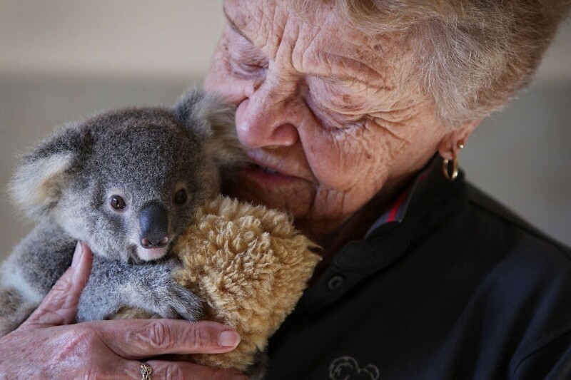 Волонтер больницы для коал с пациентом  в Порт-Маккуори, Австралия. (Фото Lisa Maree Williams):