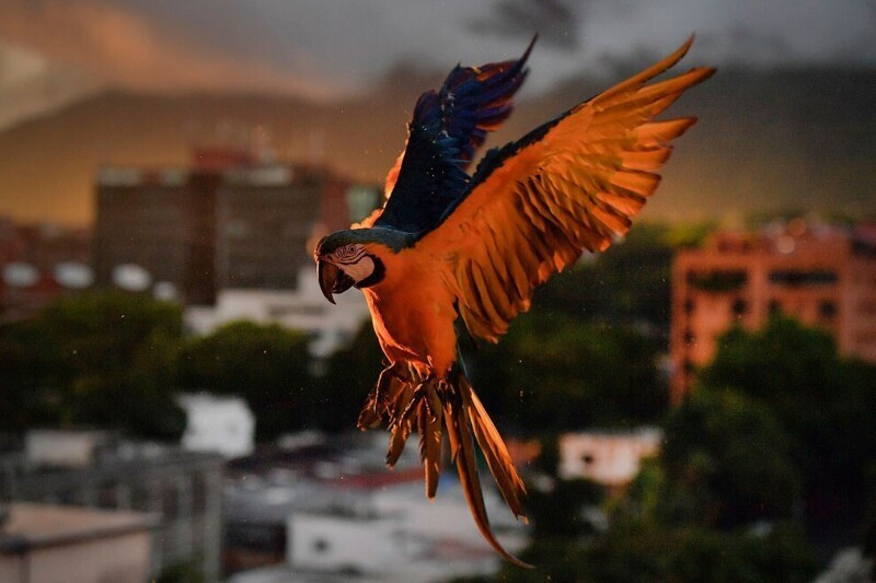 Ара идет на посадку в Каракасе, Венесуэла. (Фото Matias Delacroix):
