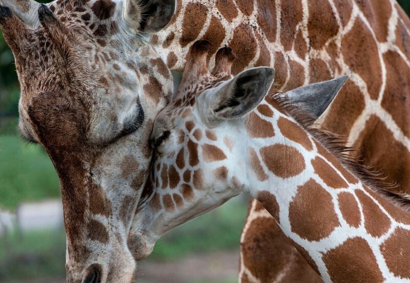 22-дневный детеныш жирафа по имени Зафира в Гуанакасте, Коста-Рика. (Фото Ezequiel Becerra):