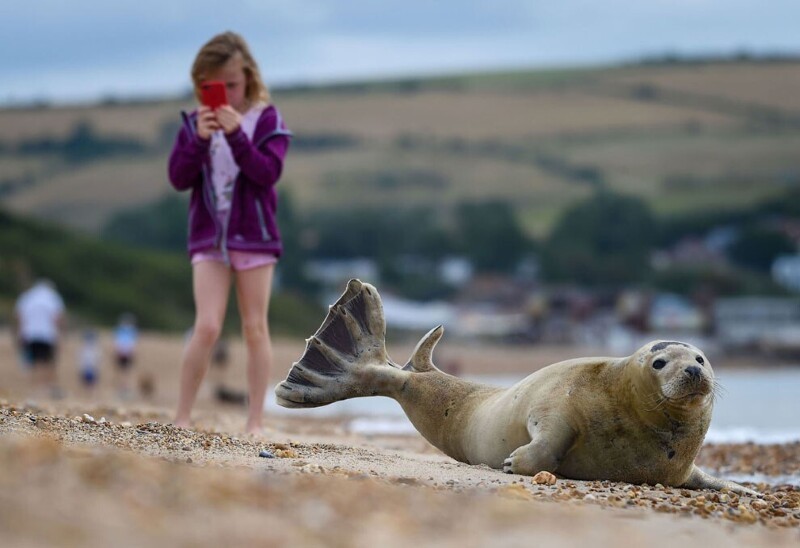 Местная достопримечательность на пляже Престон в Уэймуте, Англия — тюлень по имени Сэмми. (Фото Finnbarr Webster):