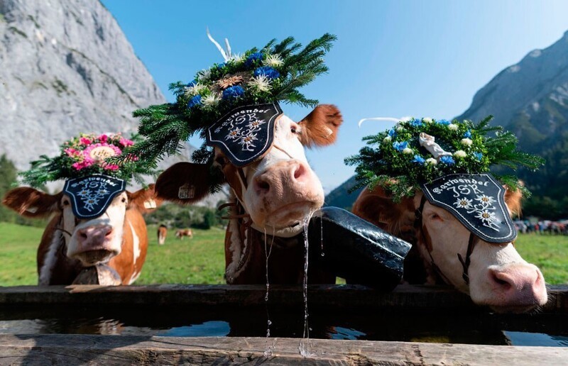 Гламурные коровы на лугах недалеко от Пертизау, Австрия. (Фото Joe Klamar):