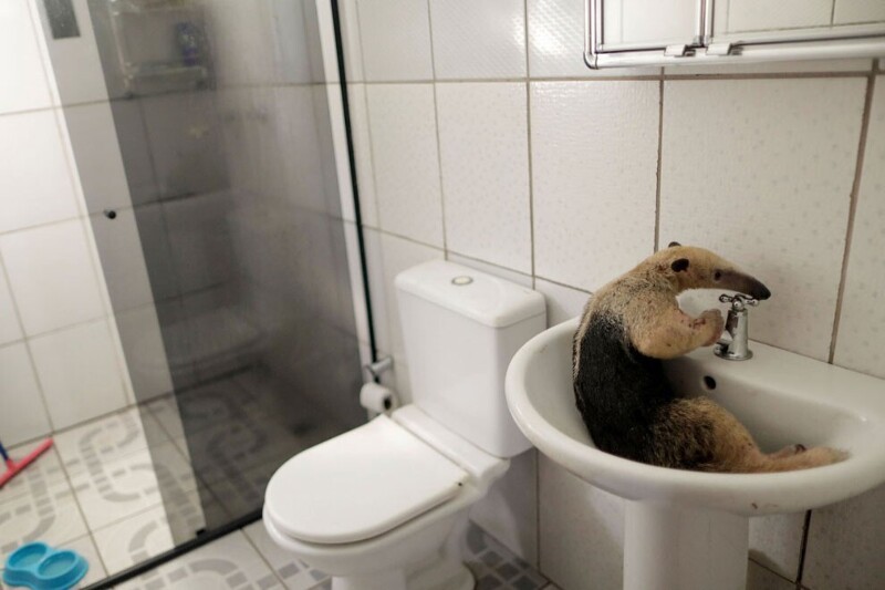 Муравьед отдыхает в раковине ванной комнаты. (Фото Ueslei Marcelino):