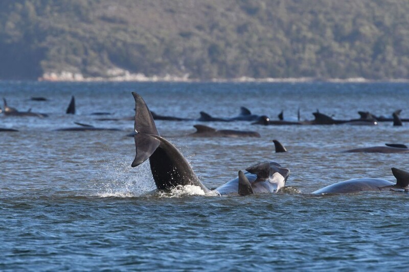 Сотни китов а западном побережье Тасмании. (Фото The Advocate):