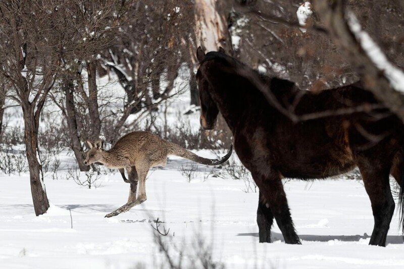 Внезапно: серый кенгуру в снегу. (Фото Brook Mitchell):