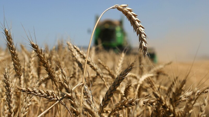 Полные амбары: США признали господство России на мировом рынке пшеницы