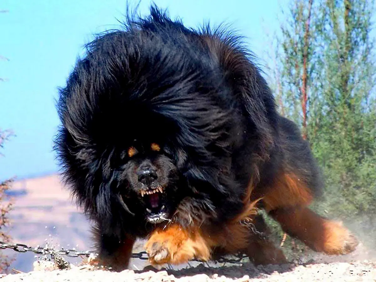 Tibetan mastiff angry