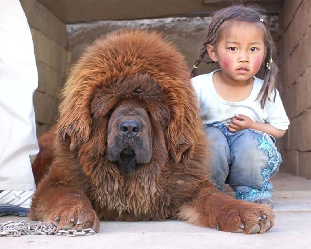 Мастиф тибетский фото самый большой с человеком в мире